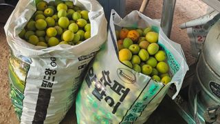 임일재님의 매실 · 영농일지 작성글 사진