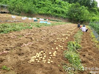 고골농장님의 기타작물 · 영농일지 작성글 사진