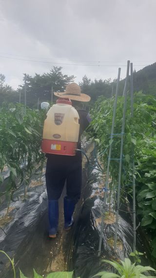 이경옥님의 고추 · 영농일지 작성글 사진