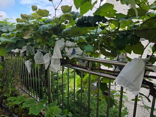 허인녕님의 감 · 영농일지 작성글 사진