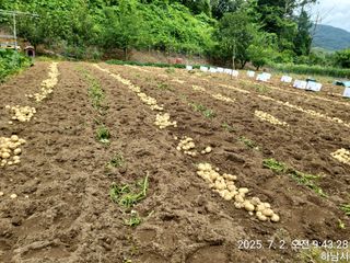 고골농장님의 기타작물 · 영농일지 작성글 사진