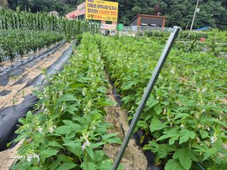 대바지님의 감자 · 영농일지 작성글 사진