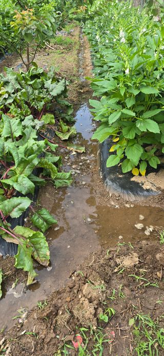 돌복숭아님의 기타작물 · 영농일지 작성글 사진