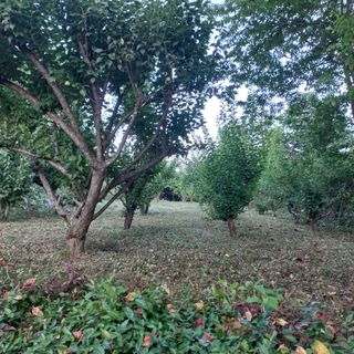 김건우님의 매실 · 영농일지 작성글 사진