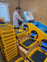 팜모닝 블루베리·영농일지 게시글 이미지