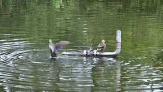 임일재님의 매실 · 영농일지 작성글 사진