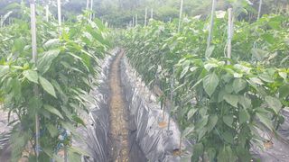 이경옥님의 고추 · 영농일지 작성글 사진