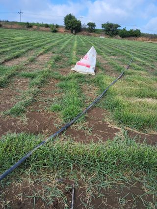 최유순님의 기타작물 · 영농일지 작성글 사진