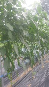 팜모닝 고추·영농일지 게시글 이미지