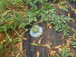 심기정님의 기타작물 · 영농일지 작성글 사진