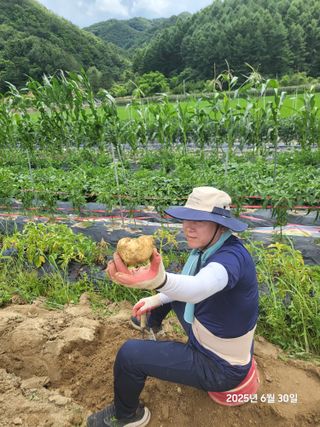 강정아님의 감자 · 영농일지 작성글 사진