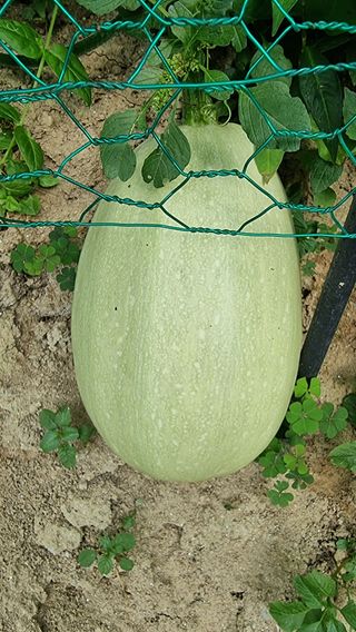 권혁렬님의 호박 · 영농일지 작성글 사진