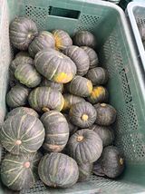 팜모닝 호박·영농일지 게시글 이미지