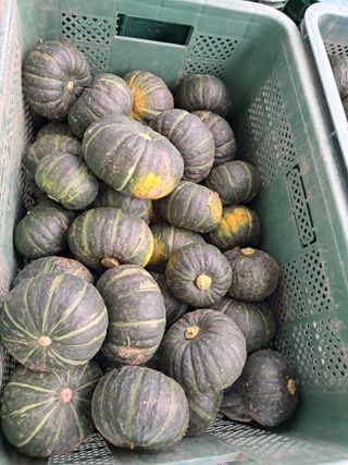 류남열님의 호박 · 영농일지 작성글 사진