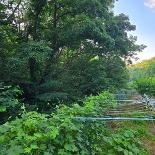양배추21889님의 복숭아 · 영농일지 작성글 사진