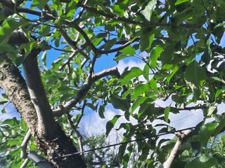 능금아저씨님의 사과 · 영농일지 작성글 사진