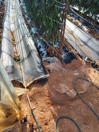 최유순님의 기타작물 · 영농일지 작성글 사진