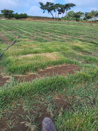 최유순님의 기타작물 · 영농일지 작성글 사진