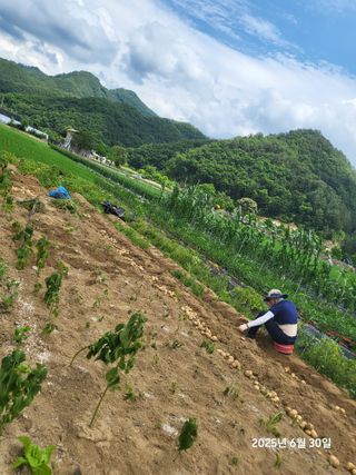 강정아님의 감자 · 영농일지 작성글 사진