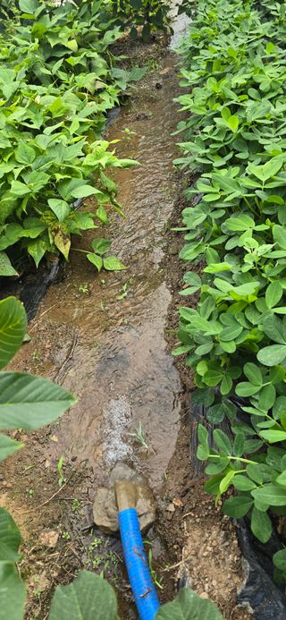 돌복숭아님의 기타작물 · 영농일지 작성글 사진