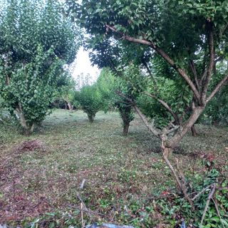 김건우님의 매실 · 영농일지 작성글 사진