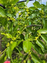 팜모닝 기타작물·영농일지 게시글 이미지