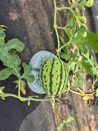 심기정님의 기타작물 · 영농일지 작성글 사진