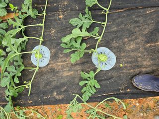 심기정님의 기타작물 · 영농일지 작성글 사진