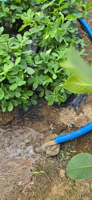 돌복숭아님의 기타작물 · 영농일지 작성글 사진