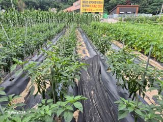 대바지님의 감자 · 영농일지 작성글 사진