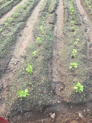 친환경아줌아님의 들깨 · 영농일지 작성글 사진