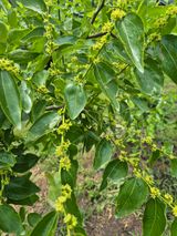 팜모닝 기타작물·영농일지 게시글 이미지