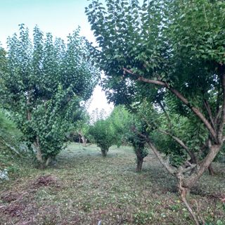 김건우님의 매실 · 영농일지 작성글 사진