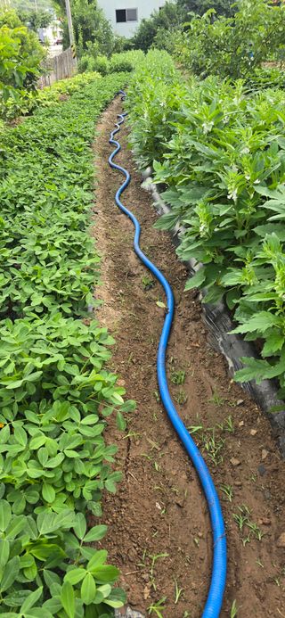 돌복숭아님의 기타작물 · 영농일지 작성글 사진