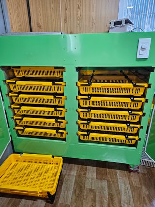 제주 지안이네농장님의 블루베리 · 영농일지 작성글 사진