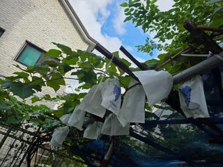 허인녕님의 감 · 영농일지 작성글 사진