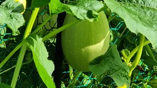 권혁렬님의 호박 · 영농일지 작성글 사진