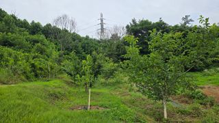 한내님의 복숭아 · 영농일지 작성글 사진