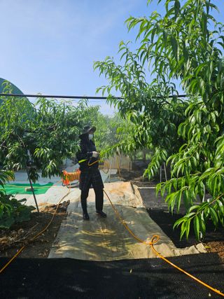 김인하님의 복숭아 · 영농일지 작성글 사진