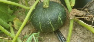 박사원농장님의 기타작물 · 영농일지 작성글 사진