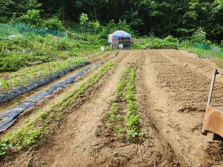 아산배방이미주님의 들깨 · 영농일지 작성글 사진