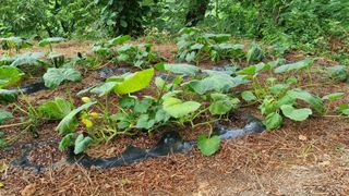 권혁렬님의 호박 · 영농일지 작성글 사진