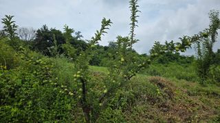 한내님의 복숭아 · 영농일지 작성글 사진