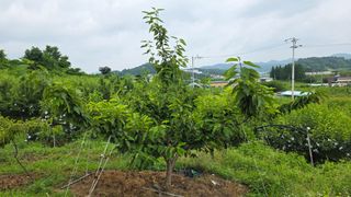 한내님의 복숭아 · 영농일지 작성글 사진