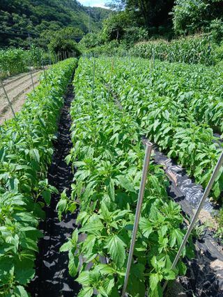 이종득님의 기타작물 · 영농일지 작성글 사진