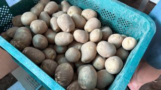 허석영님의 감자 · 영농일지 작성글 사진