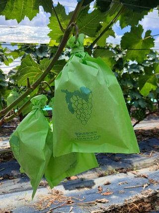 상훈경영체등록5년차님의 포도 · 영농일지 작성글 사진