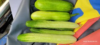 김윤호님의 오이 · 영농일지 작성글 사진