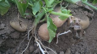 전영순님의 감자 · 영농일지 작성글 사진