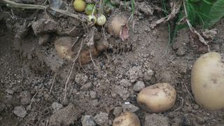 전영순님의 감자 · 영농일지 작성글 사진